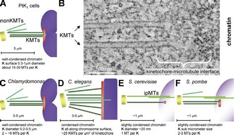 Structural variety among the kinetochore–MT interfaces studied here ... 