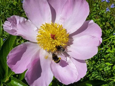 Lebensräume für Wild bienen Garten und Balkon insektenfreundlich