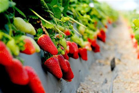 Our Strawberries - Polkadraai Farm