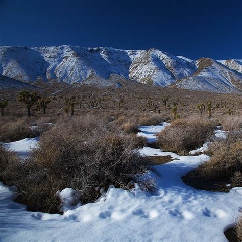 Death Valley: Coyotes on Behance