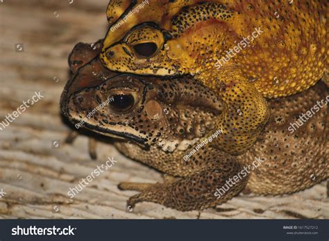 Toad Bufo Melanostictus Schneider Breeding Ponds Stock Photo