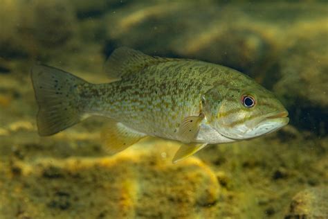 Achigan Petite Bouche Poissons D Eau Douce Du Qu Bec Inaturalist