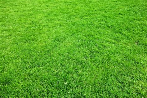 St Augustine Lawn? — Care Guide with Tips (that Work)