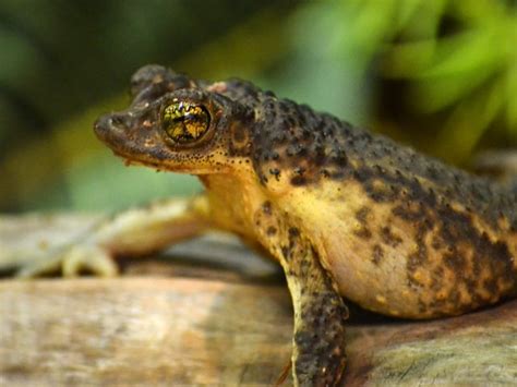 Puerto Rican Crested Toad | Potter Park Zoo