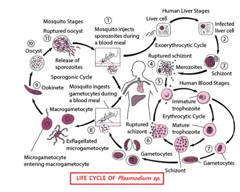 The Sporozoites Of Plasmodium Enter The Human Bloodstream Through