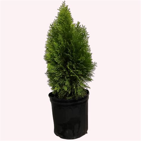 Emerald Green Arborvitae Plant Emerald Green Arborvitae, 10" Pot
