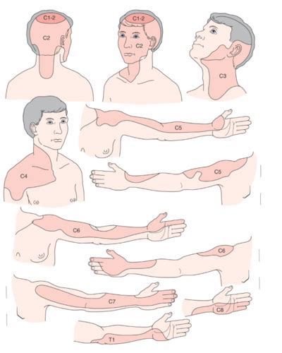 MSK Cervical Exam Flashcards Quizlet