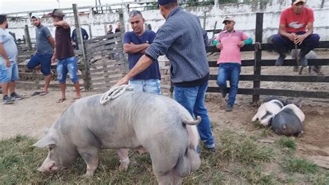 Su Nos At Umas Hora Na Feira Em Caruaru Pe Al M De Caprinos E Ovinos