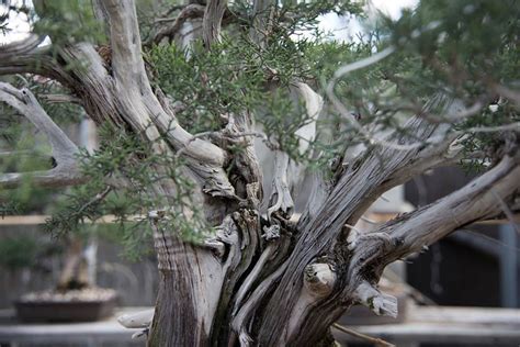 Classes And Workshops Los Angeles Kimura Bonsai Nursery