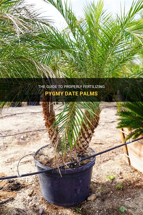 The Guide To Properly Fertilizing Pygmy Date Palms Shuncy