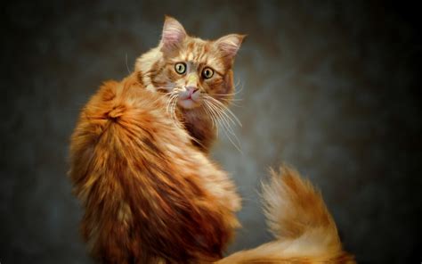 Orange Cat Wallpapers - Wallpaper Cave