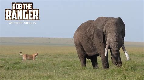 Small Lion Pride On The Move Lalashe Maasai Mara Safari Youtube