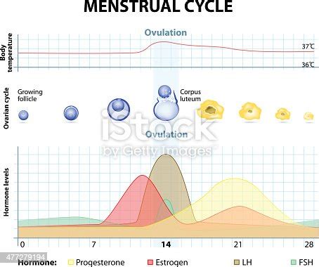 Ovulation Method Chart