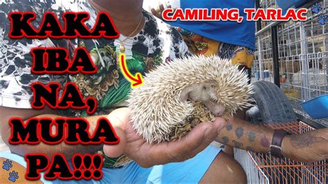 Murang Bilihan Ng Mga Hayop Kakaiba Na Mura Pa Hedge Hog Modern Game