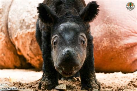 Critically Endangered Sumatran Rhino Gives Birth To Baby Girl