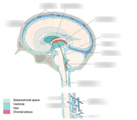 Circulation Of Cerebrospinal Fluid Csf Diagram Quizlet