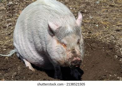 562 Pig mud bath Images, Stock Photos & Vectors | Shutterstock