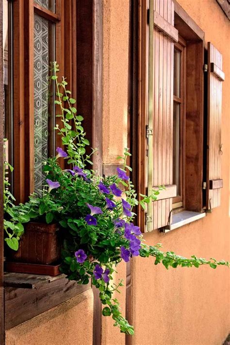 How To Grow Morning Glory In A Container Gardeners Path