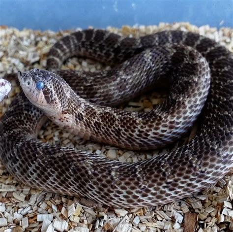 H Utung Hognose Snakes