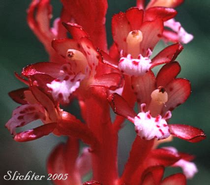 Pacific Coralroot Spotted Coralroot Spotted Coral Root Summer