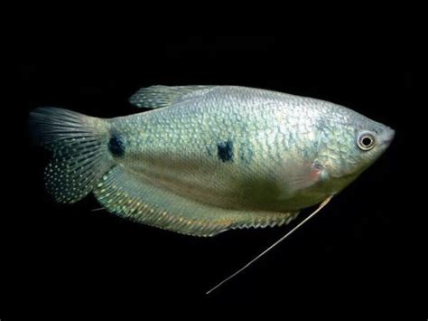 Silver Three-Spot Gourami – Diapteron Shop