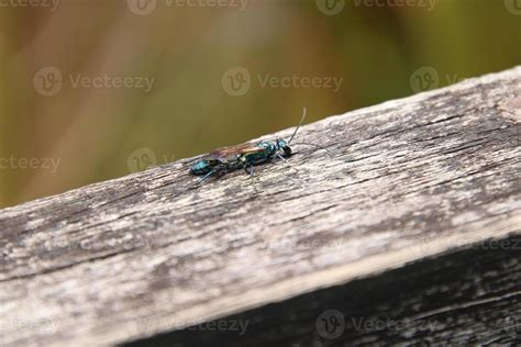 Common Blue Mud Dauber Wasp 13942024 Stock Photo At Vecteezy