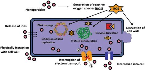 Antibacterial Activity of Metallic Nanoparticles | IntechOpen