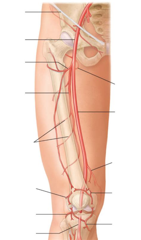 Leg Arteries Diagram Quizlet