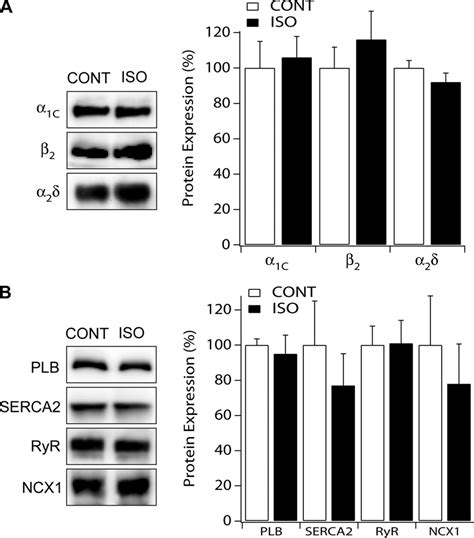 Expression Levels Of L Type Ca Channel Ltcc Subunits A And Ca