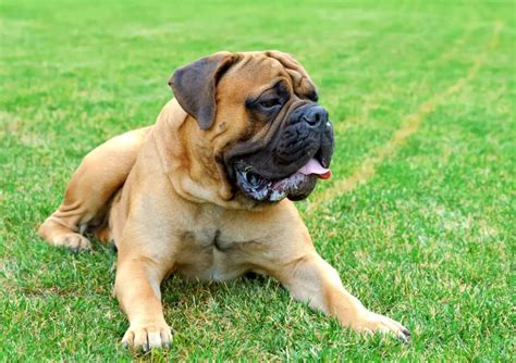 10 Best Mastiff Breeders (2024): Our Top 10 Picks! - Bubbly Pet