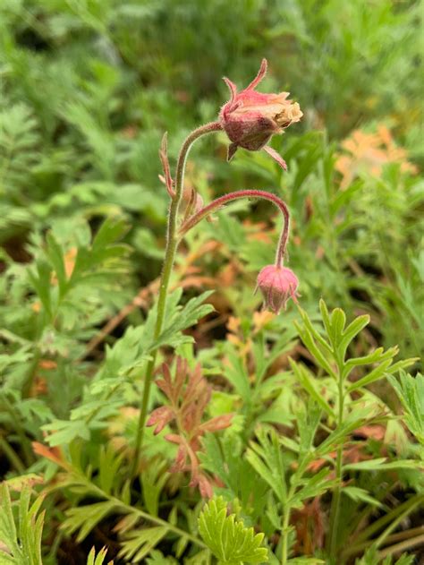 Photo 76933 Geum Triflorum Plant Lust