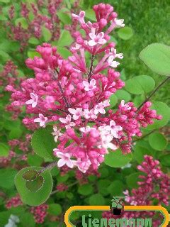 Syringa Red Pixie Baumschule Lienemann