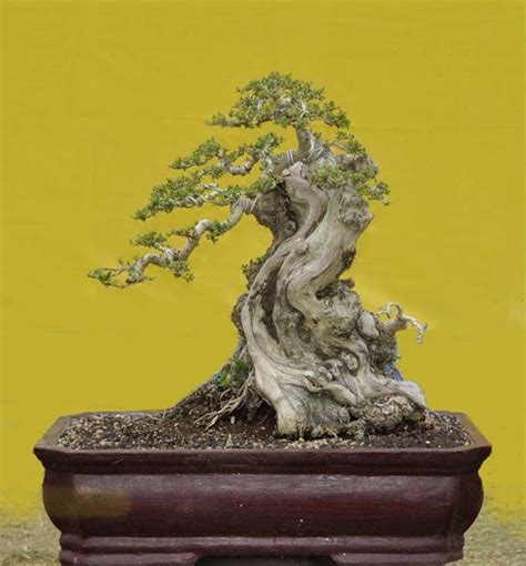 Bonsai Tree Types, Bonsai Tree Care, Bonsai Art, Bonsai Plants, Bonsai Garden, Japanese Bonsai ...