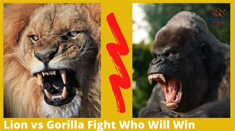 Gorilla Fight Lion