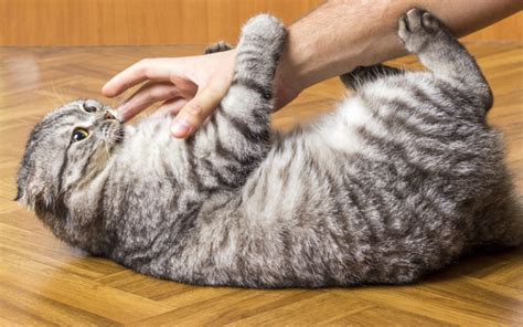 Symptoms And Cures For Your Clingy Cat | Step-by-Step Guide