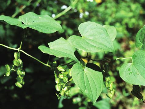 九子不离母 白族药用植物图 医学