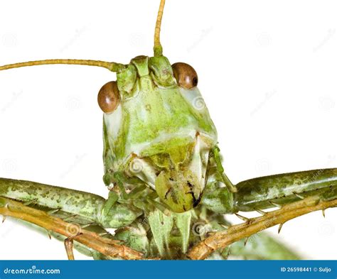 Grasshopper Head Stock Image - Image: 26598441