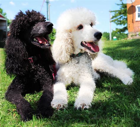 Double a Standard Poodles - Worlds Smartest Dogs, History of Poodles