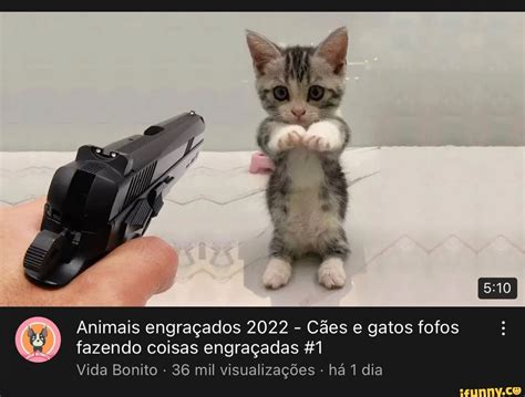 Animais Engra Ados C Es E Gatos Fofos Fazendo Coisas