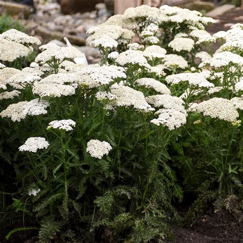 Achillea 'Firefly Diamond' | White Flower Farm