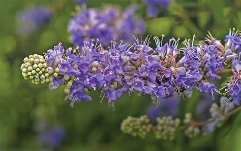 Fibromes Ut Rins Freiner Leur Volution Avec L Aromath Rapie Plantes