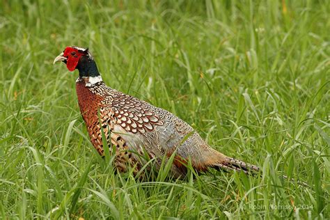 Male Pheasant At This Time Of Year The Male Pheasants Are Flickr