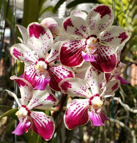 Connie S Orchid Pond On Twitter Vanda Kultana Fragrance X Vanda