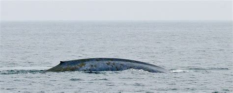 Use of local ecological knowledge to investigate endangered baleen ...