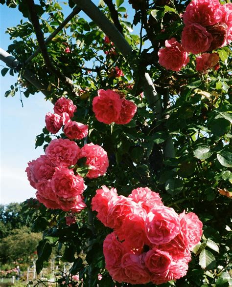 Alles Over Het Planten Van De Klimroos Vtwonen