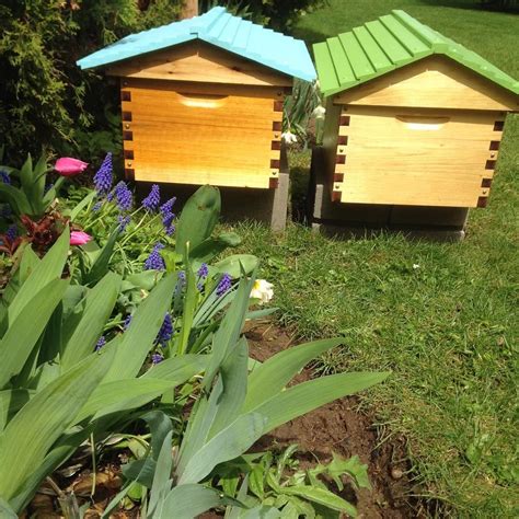 Flow Hive Classic Araucaria 6 Frame Flow Hive Flow Hive Hives Classic