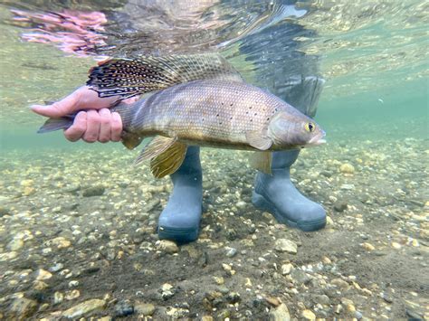Male Grayling