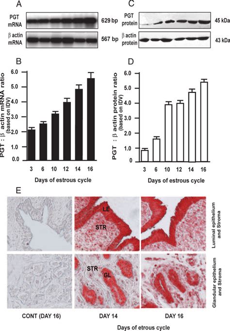 Expression Of Pgt In Ovine Endometria During The Estrous Cycle A