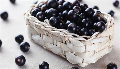 6 Amazing Health Benefits Of Eating Blackcurrant