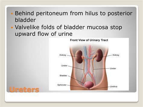 Ppt Chapter 15 Urinary System Powerpoint Presentation Free Download Id 1889968